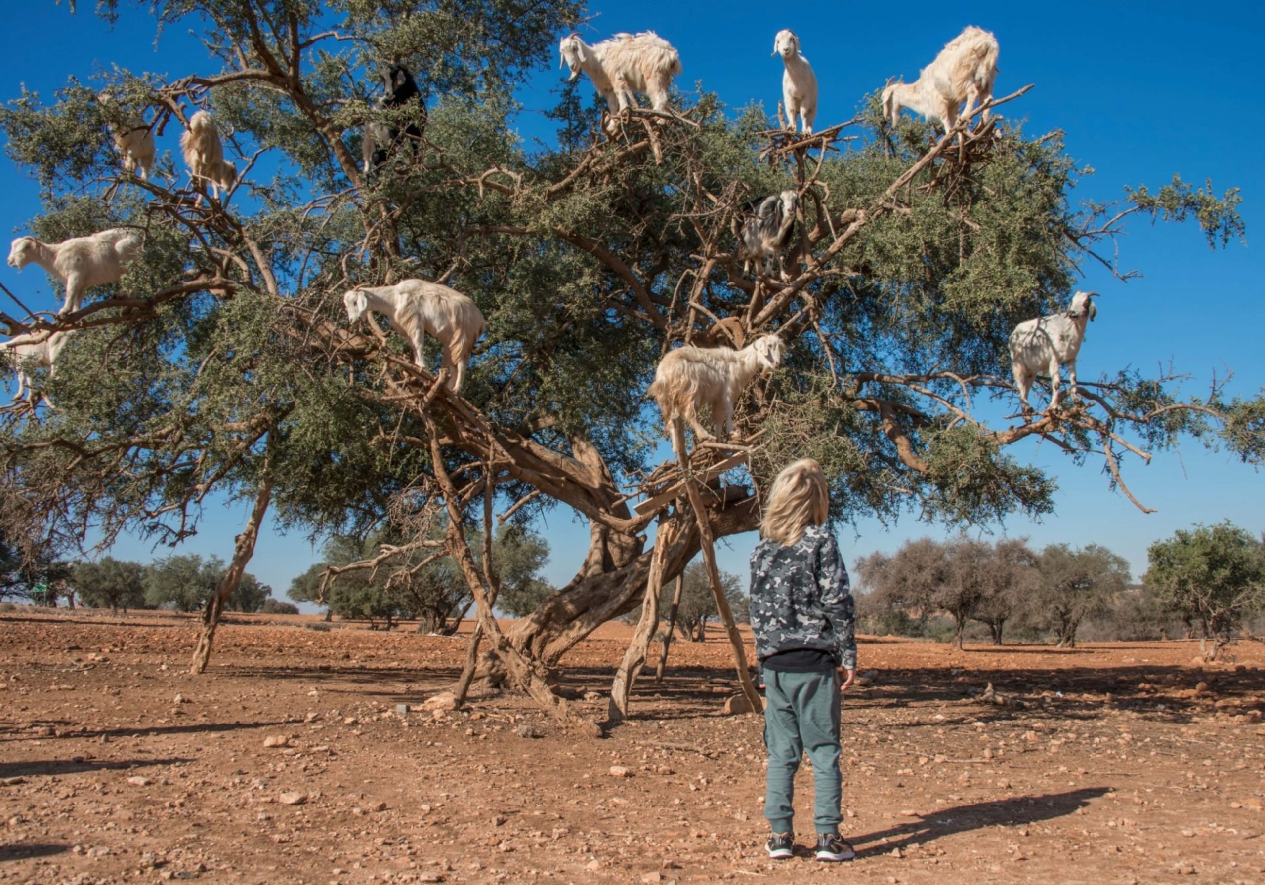 Day Tour To Essaouira from Marrakech